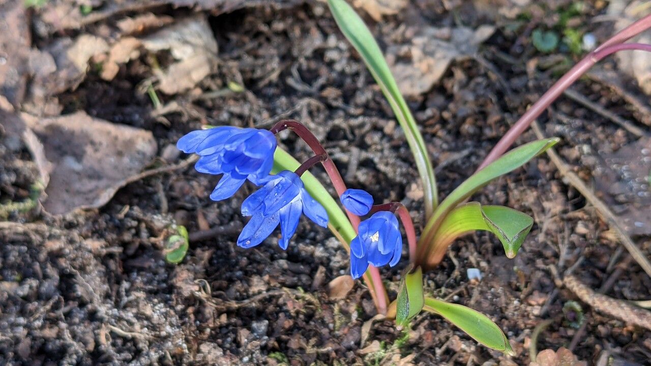 Scilla sardensis habit