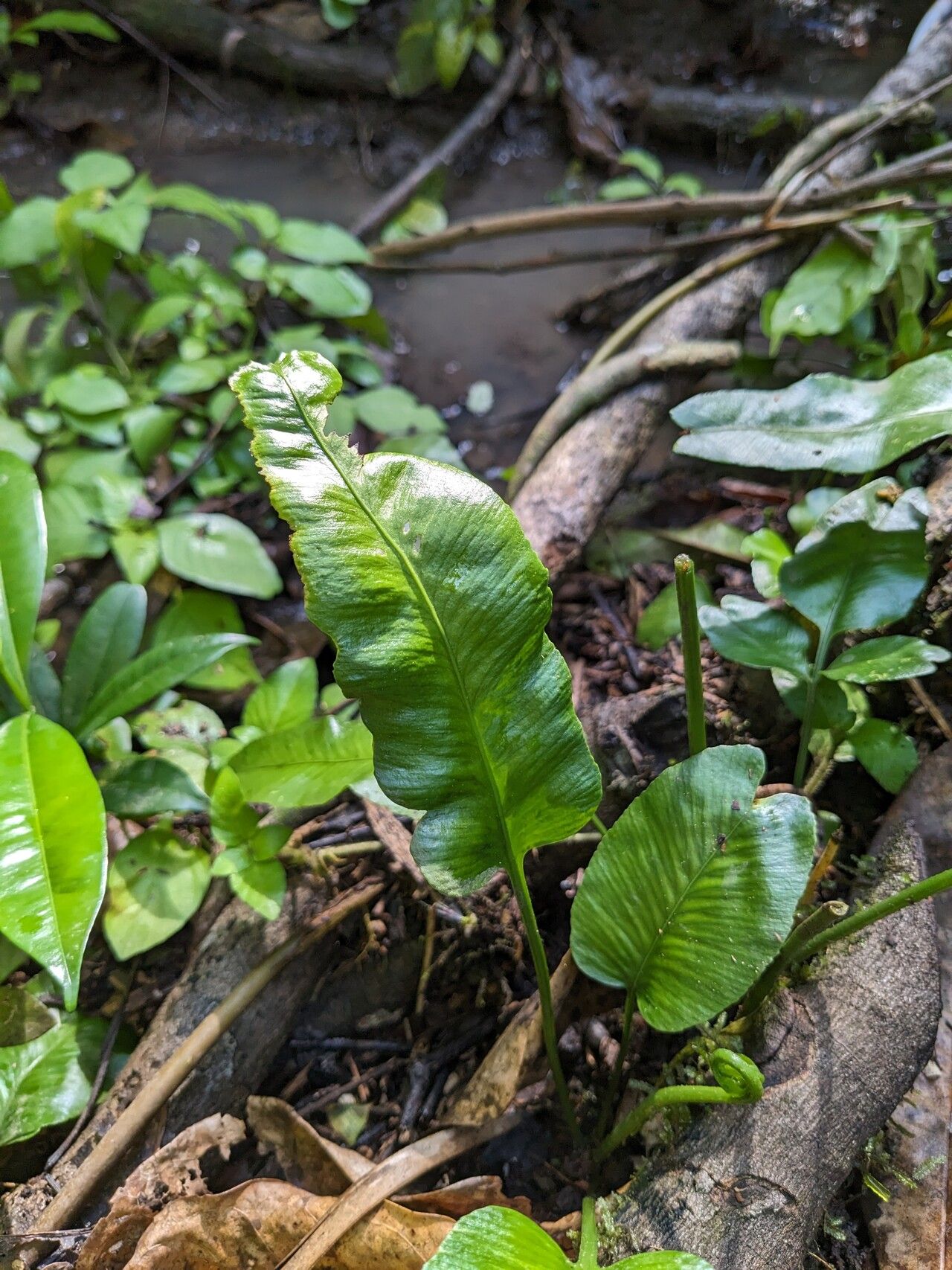 Asplenium emarginatum — houseplant care guide