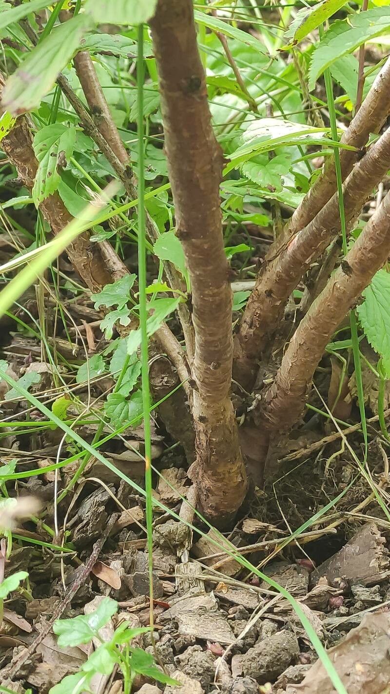 Prunus choreiana bark