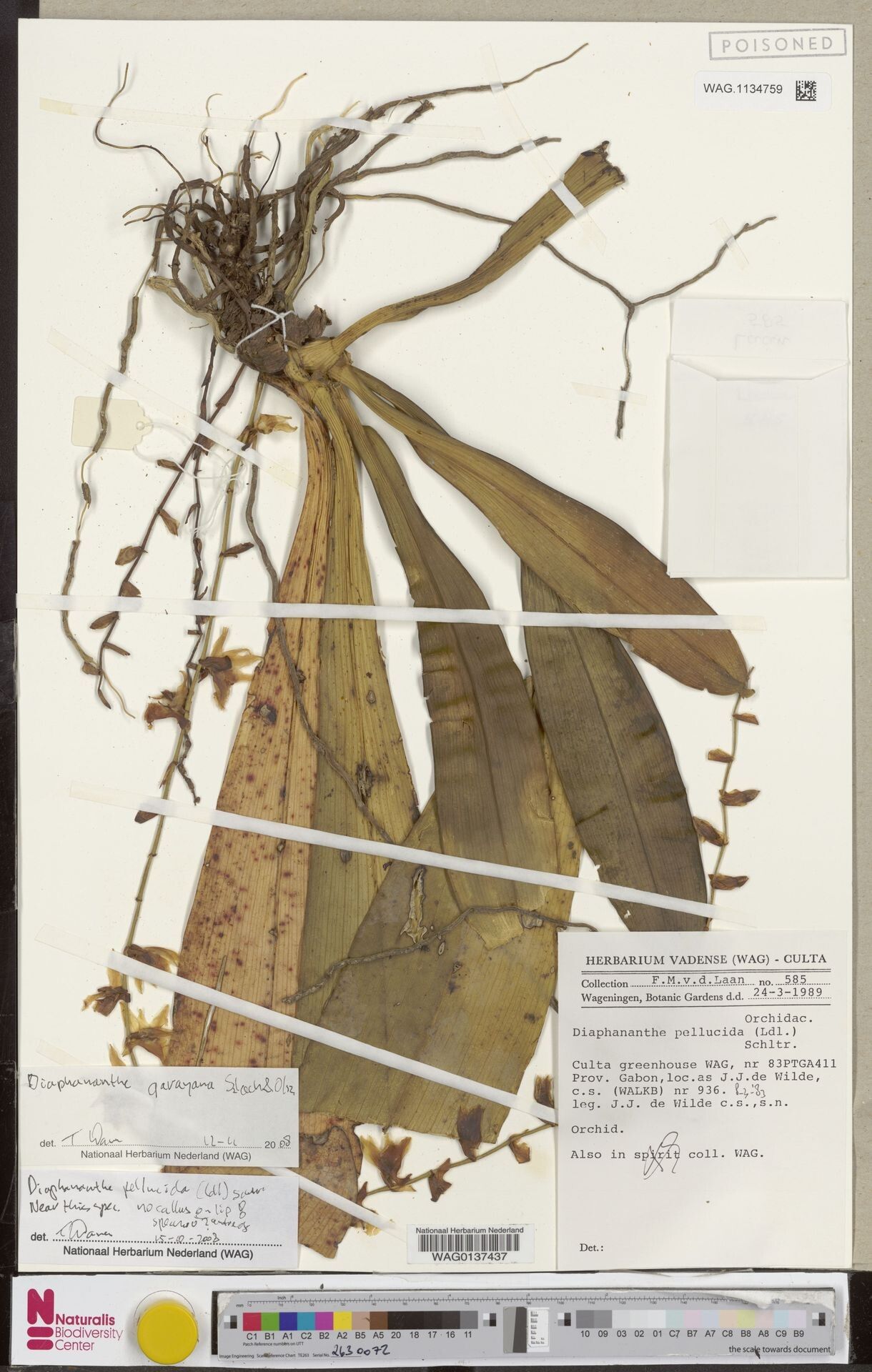 Diaphananthe garayana — houseplant care guide