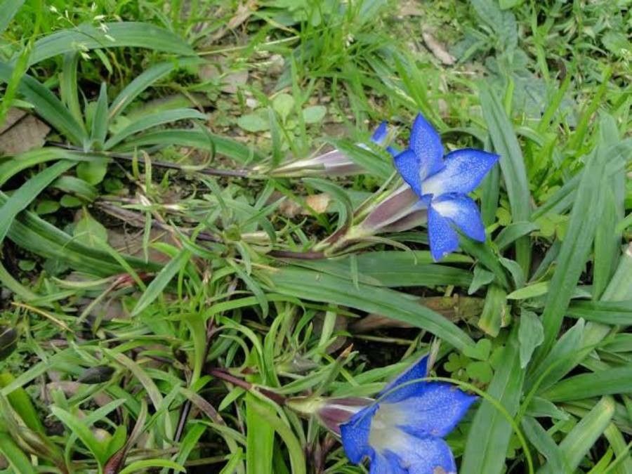 Gentiana kurroo — houseplant care guide