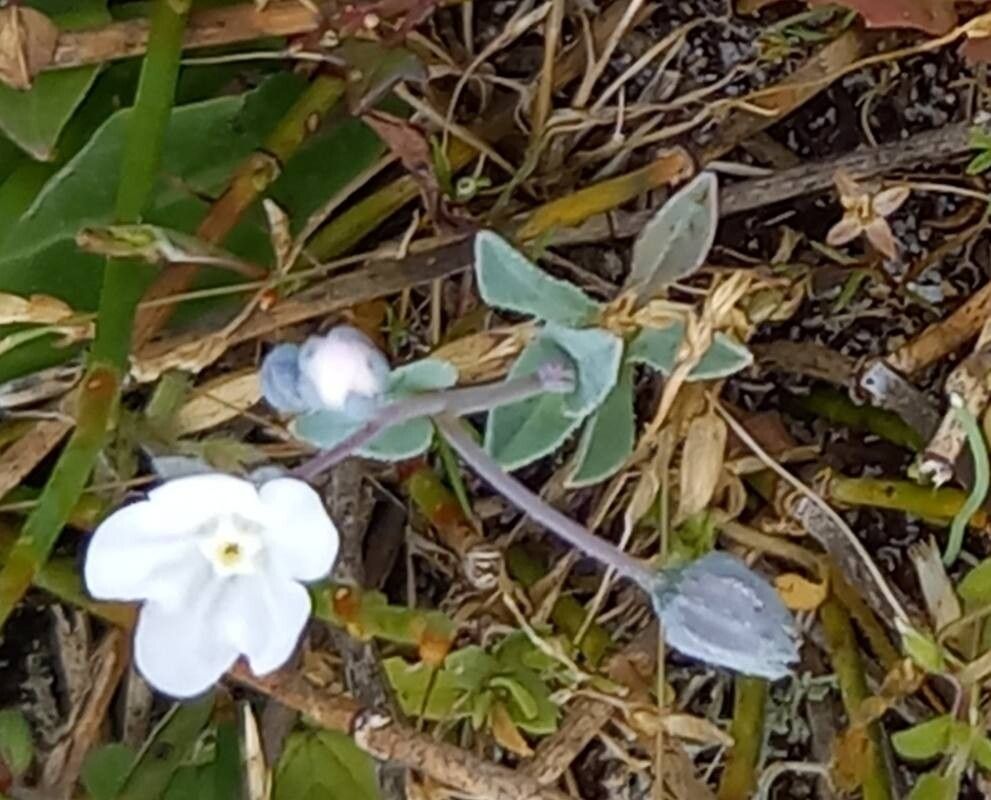 Iberodes littoralis flower