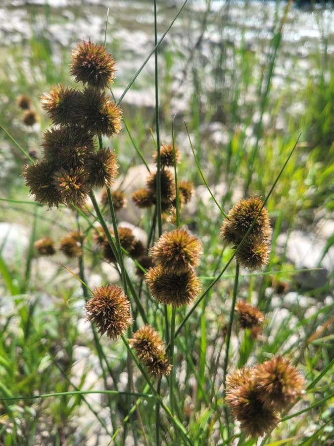 Juncus torreyi — clay tolerant houseplant