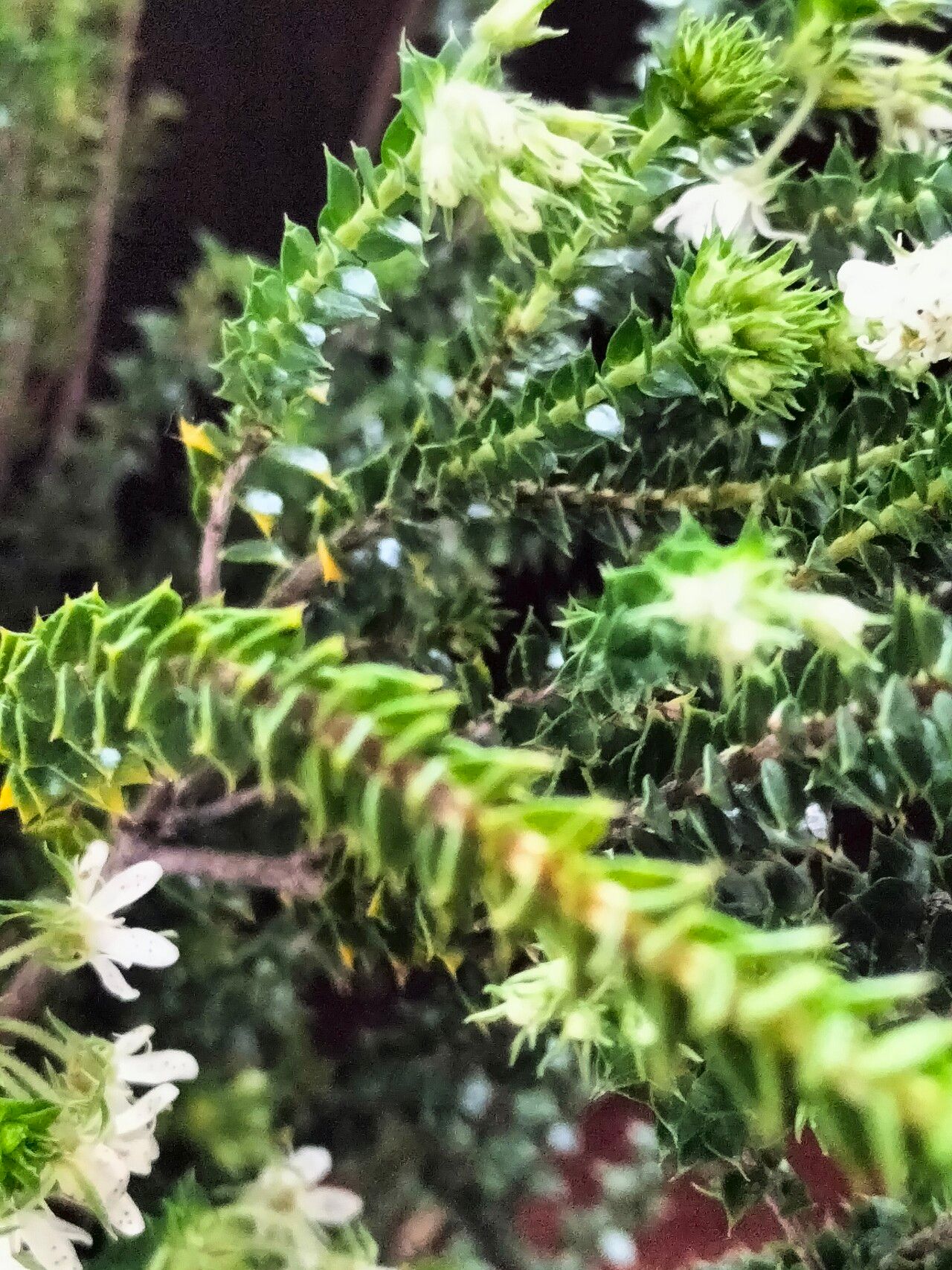 Agathosma mucronulata — houseplant care guide