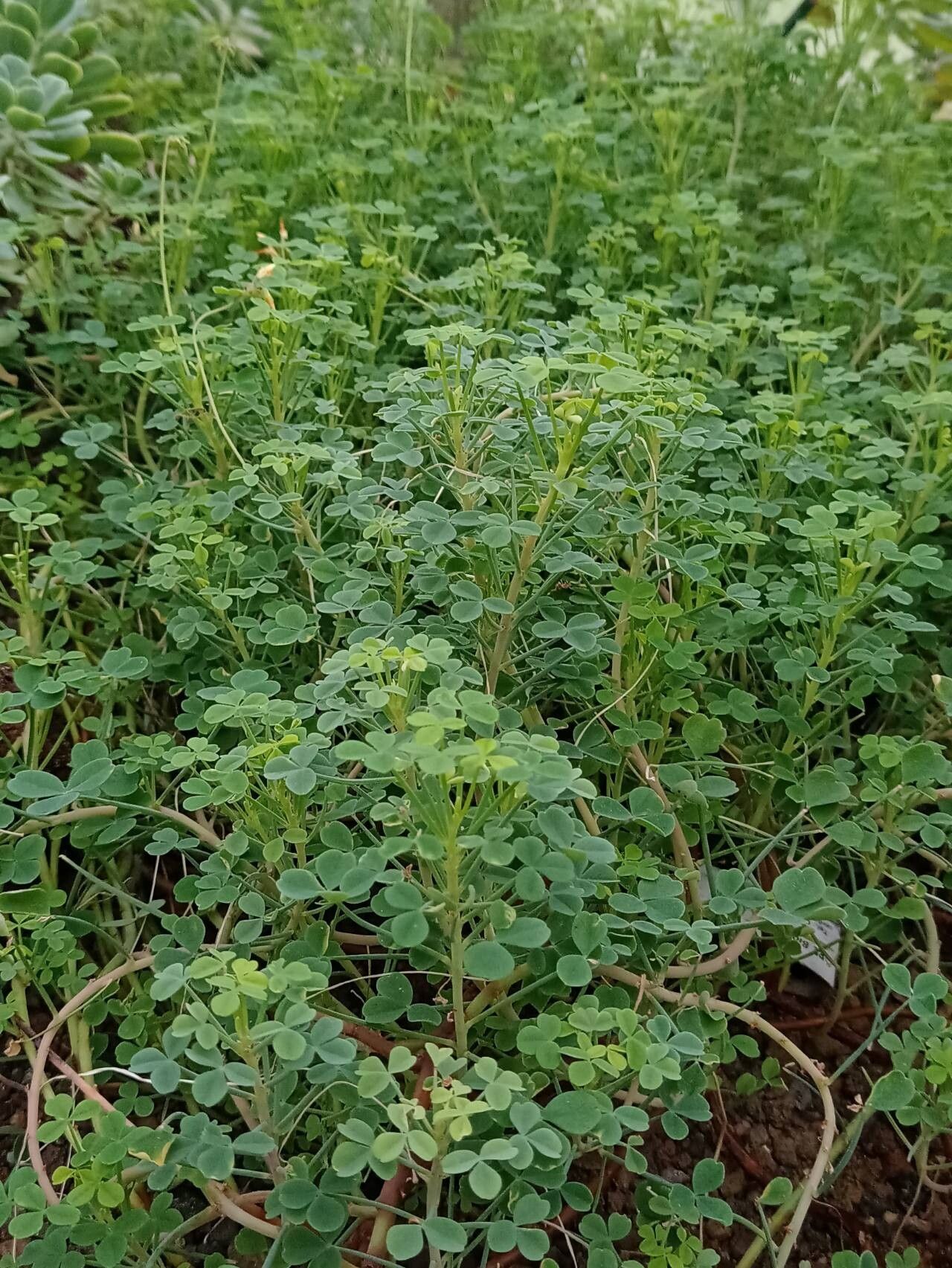 Oxalis ptychoclada habit