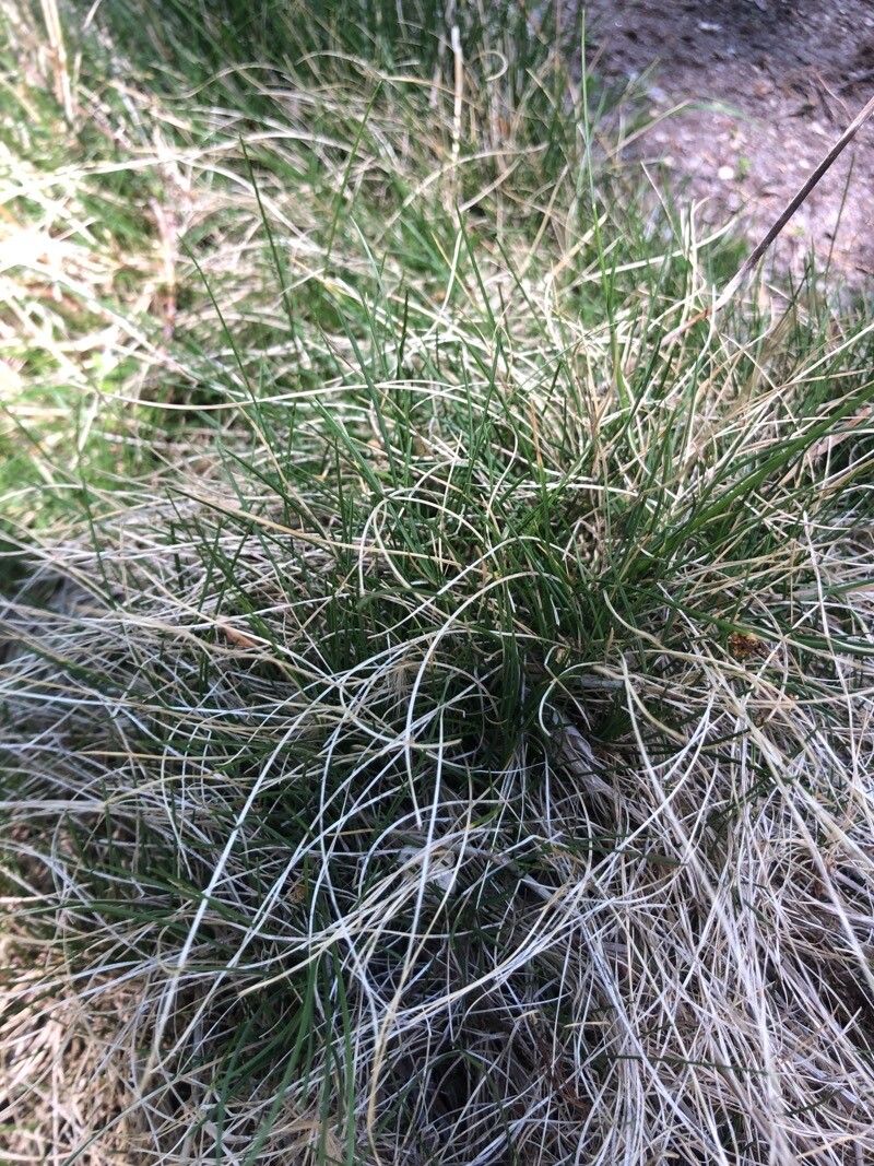 Agrostis rupestris leaf