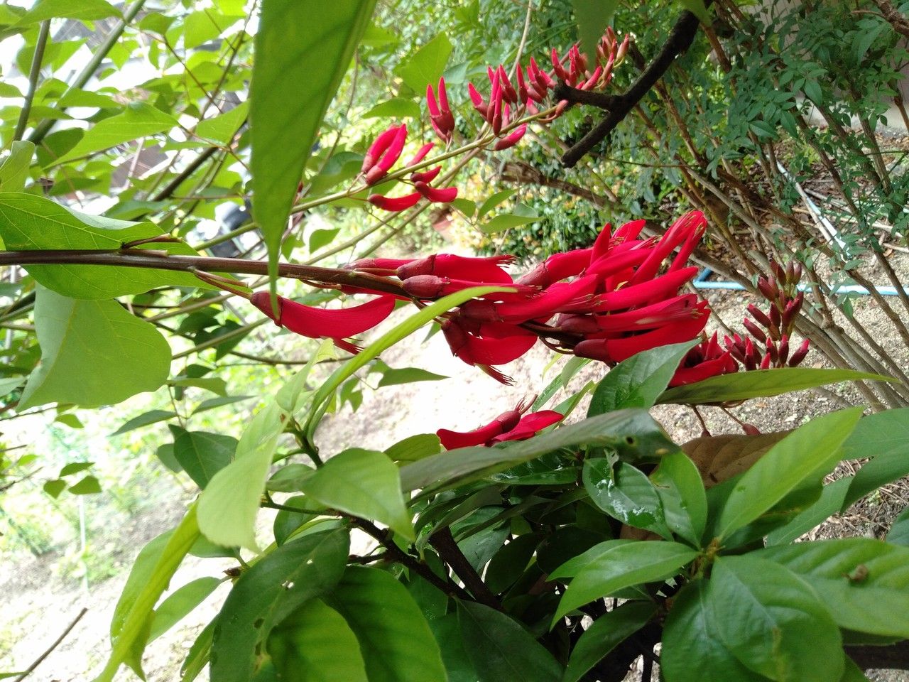 Erythrina bidwillii flower