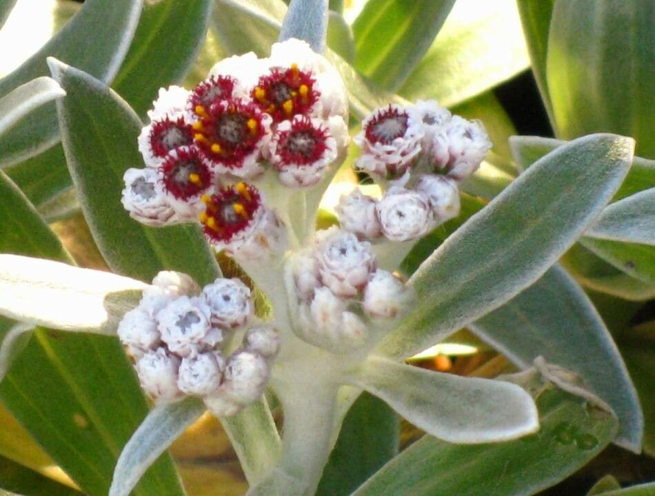 Helichrysum devium flower