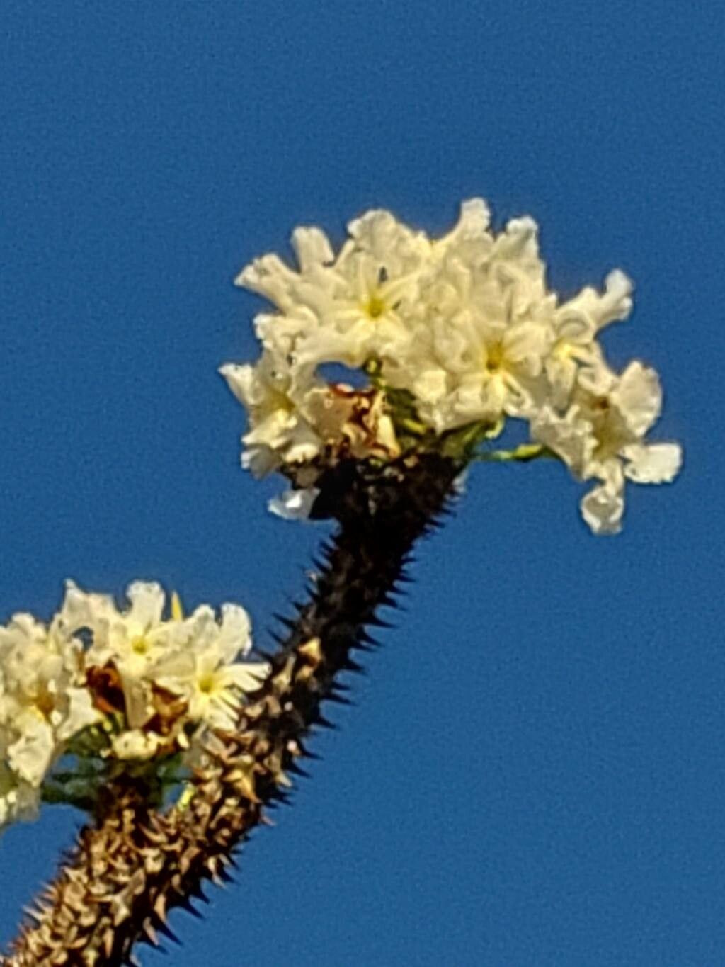 Pachypodium rutenbergianum flower