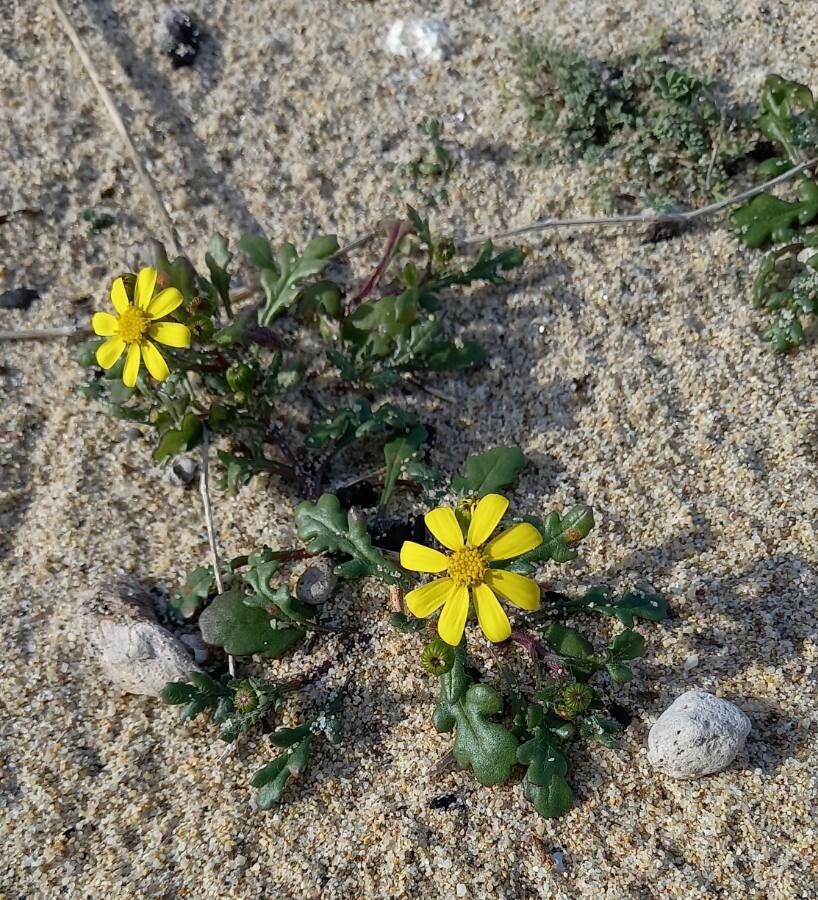 Senecio leucanthemifolius flower