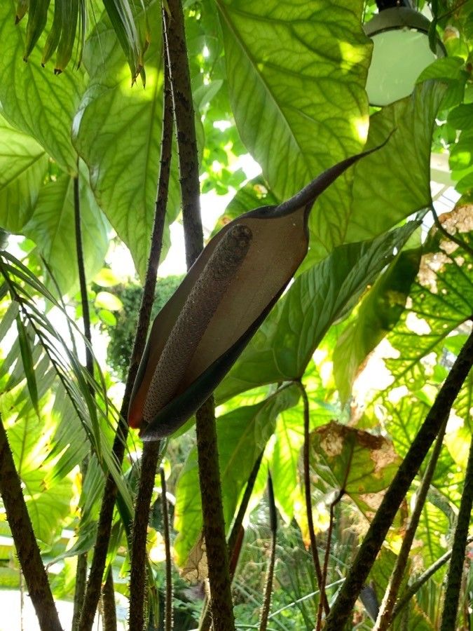 Cyrtosperma johnstonii flower