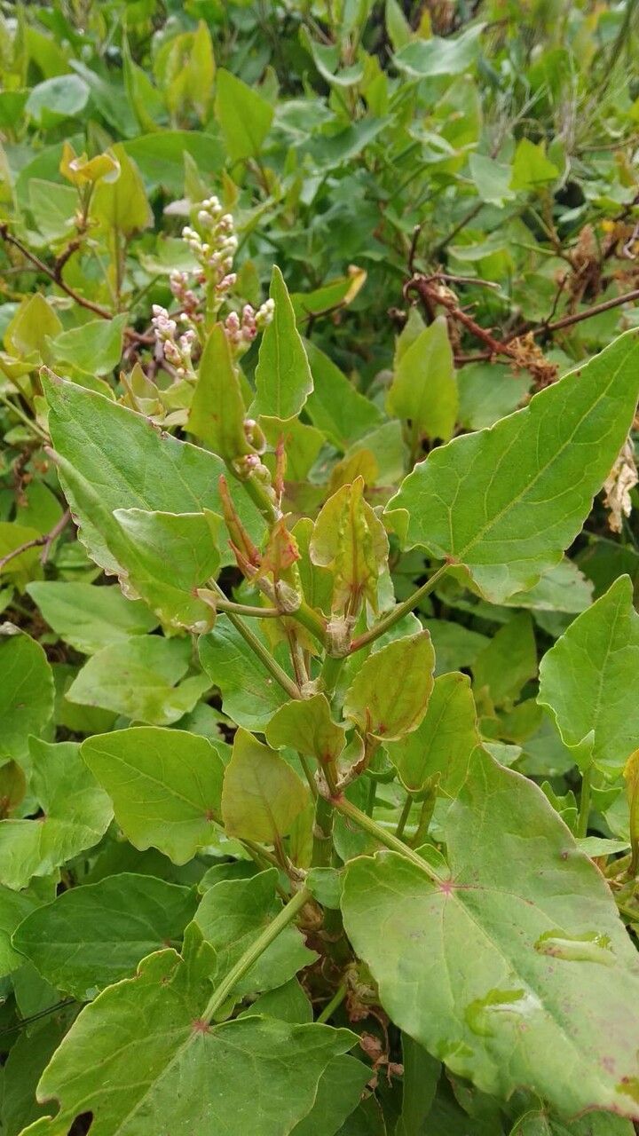 Rumex maderensis leaf
