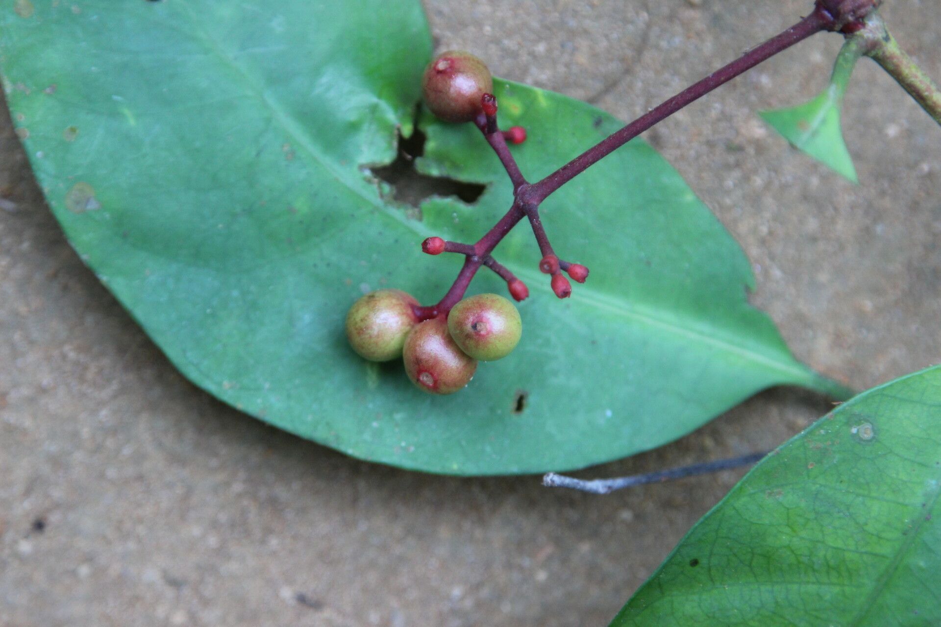 Ixora guineensis fruit