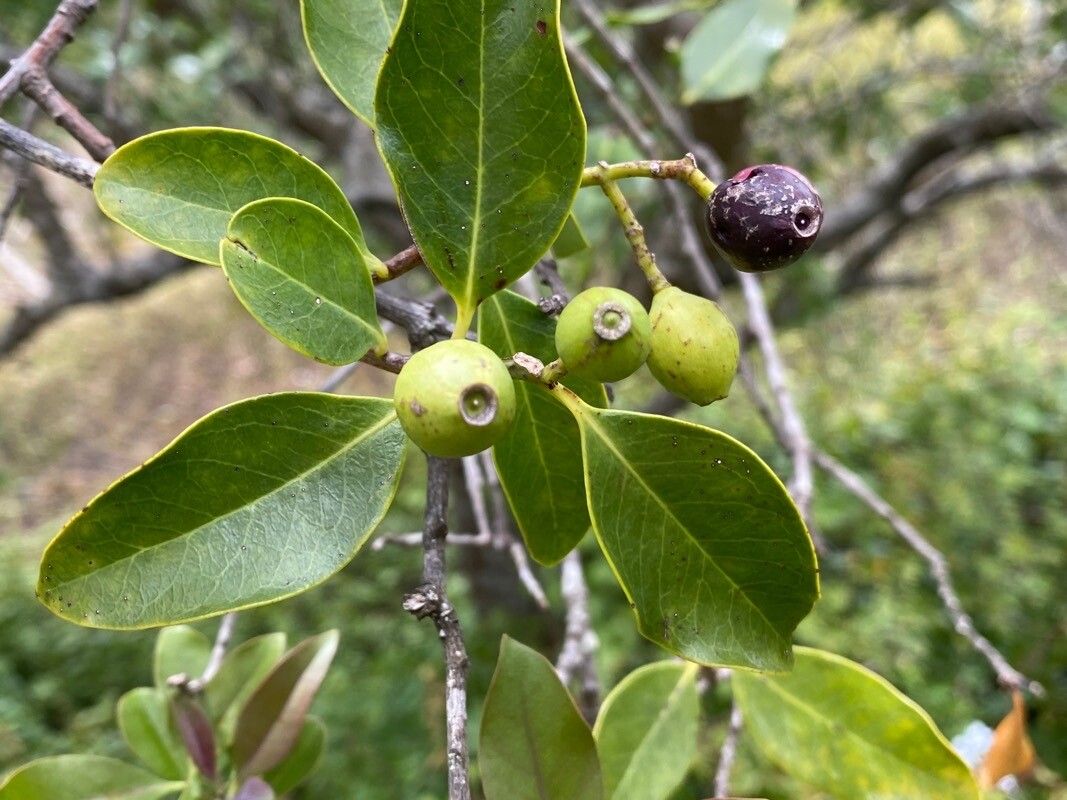 Santalum paniculatum fruit