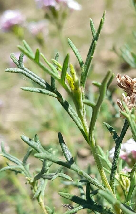 Junellia hookeriana leaf