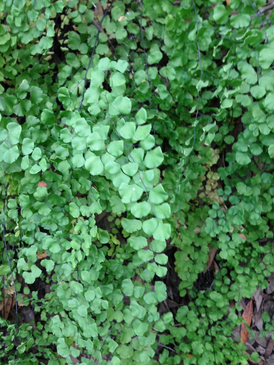Adiantum jordanii habit