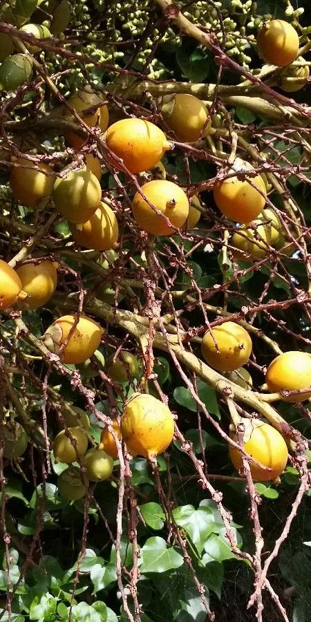 Wodyetia bifurcata fruit