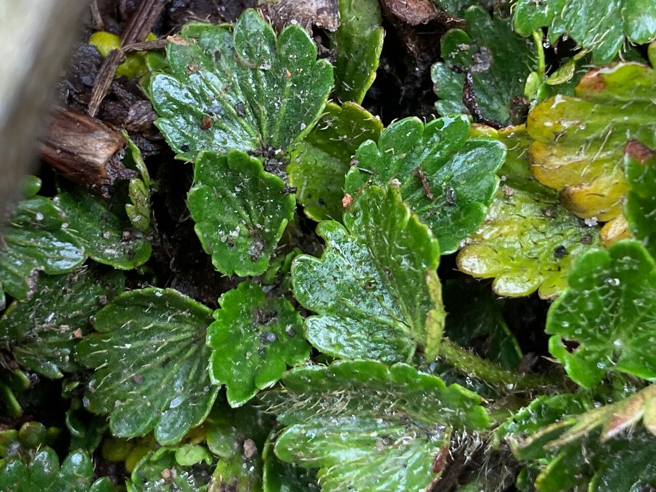 Azorella crenata leaf