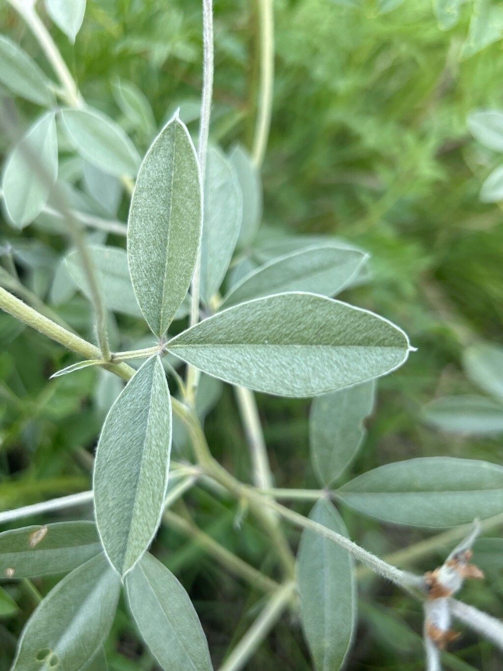 Pediomelum argophyllum — related species from the same genus