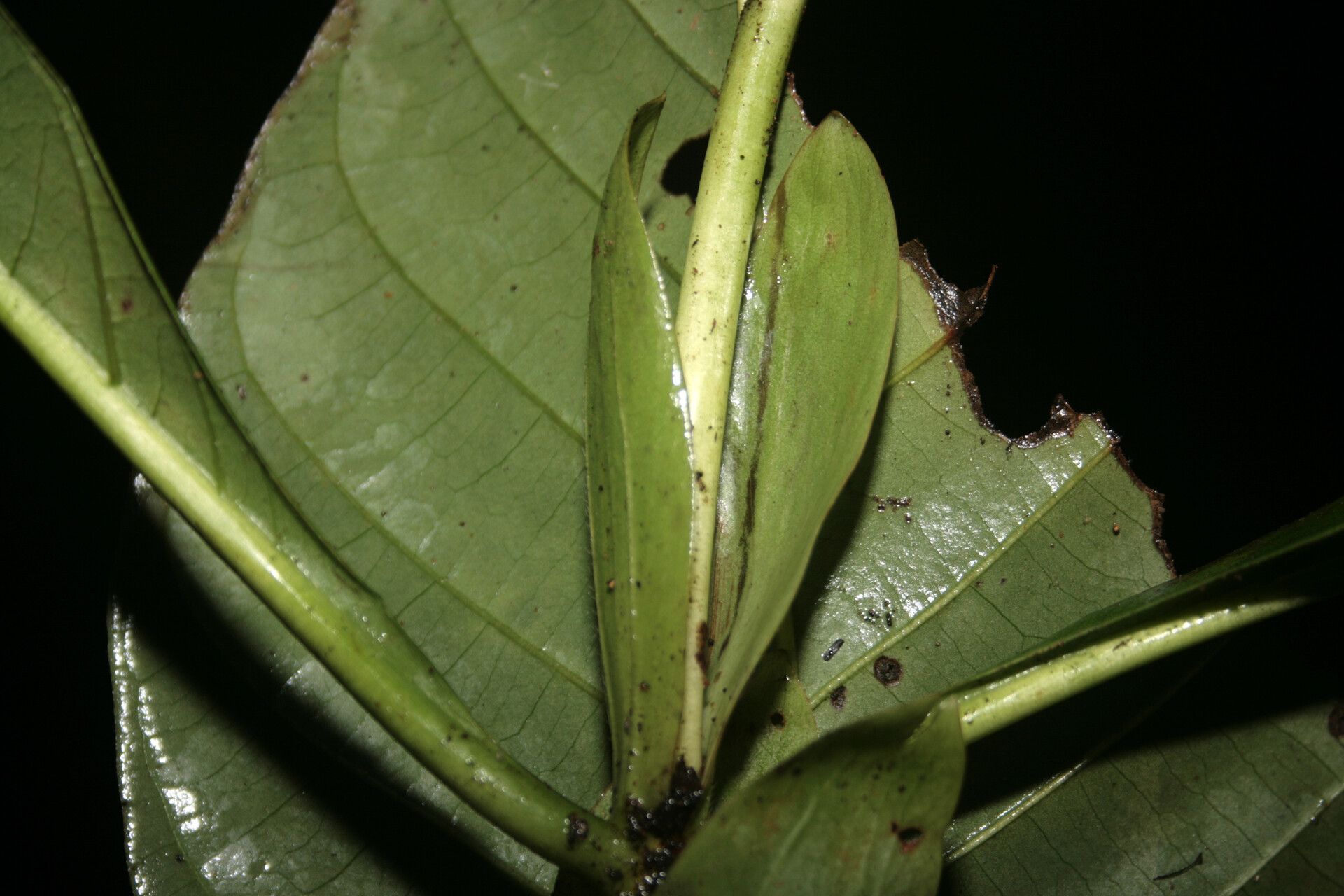 Capirona macrophylla other