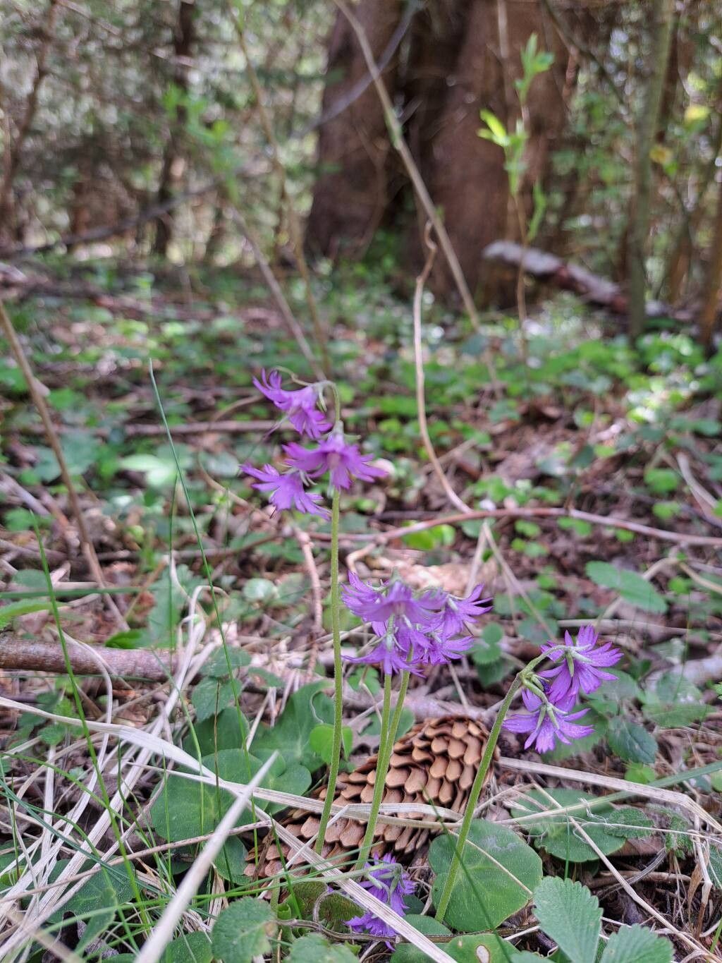 Soldanella hungarica flower