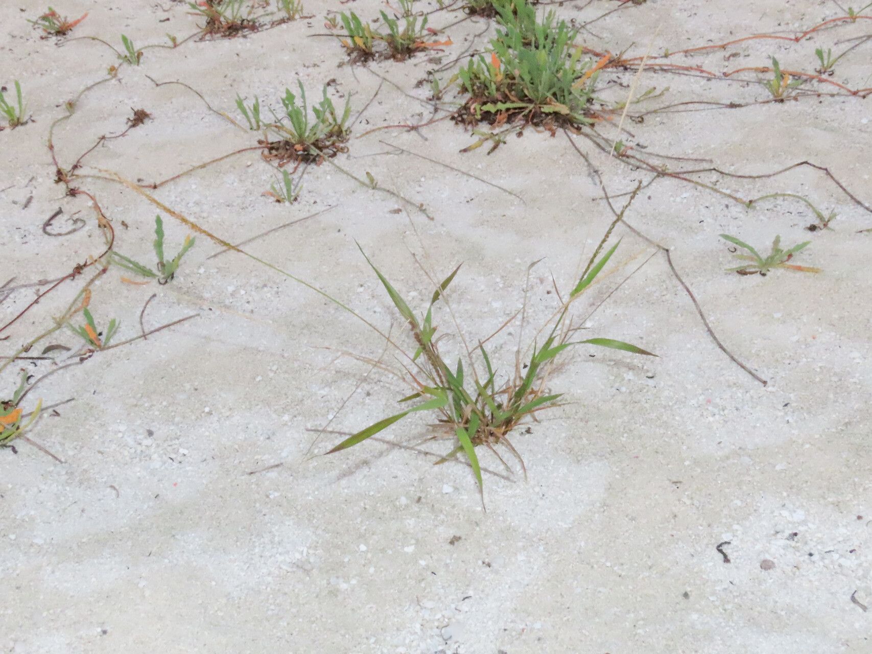Eragrostis amabilis habit