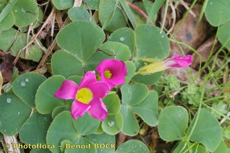 Oxalis purpurata other