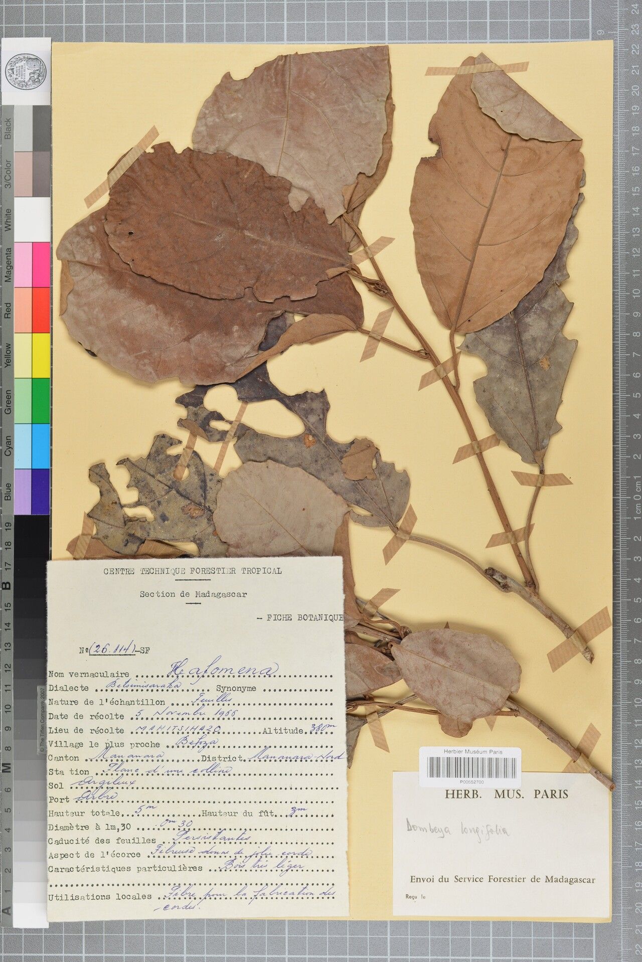 Dombeya longifolia — houseplant care guide