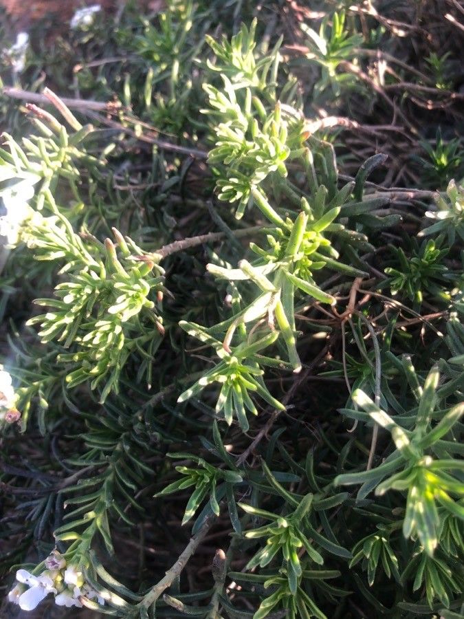 Iberis saxatilis leaf