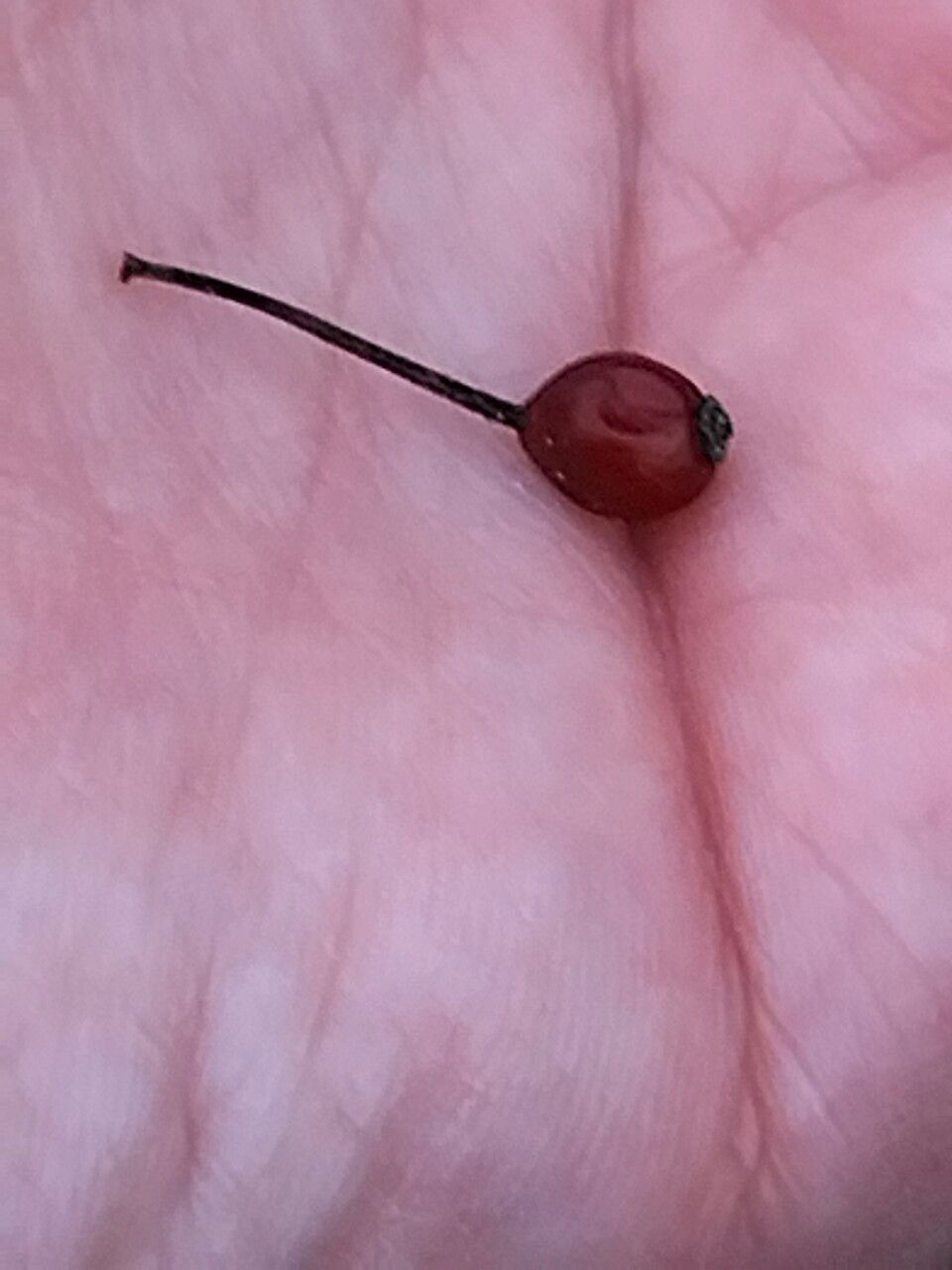 Crataegus marshallii fruit