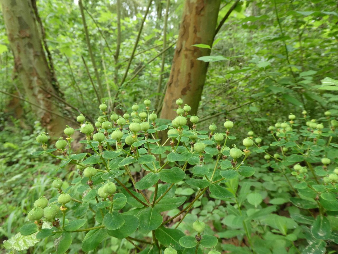 Euphorbia illirica — houseplant care guide