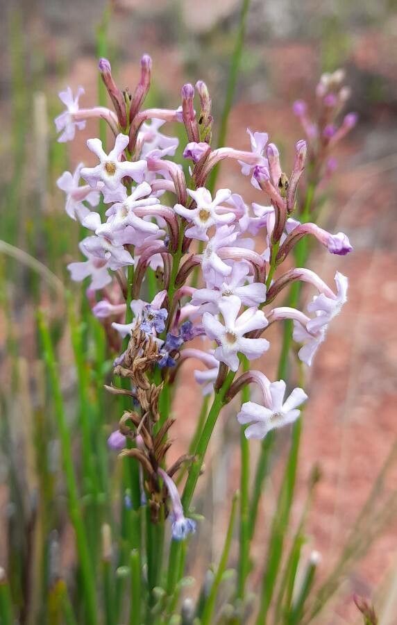 Mulguraea scoparia flower