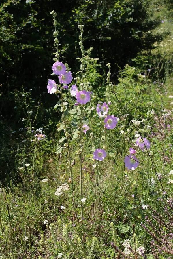 Alcea pallida — search result for 'Alcea'