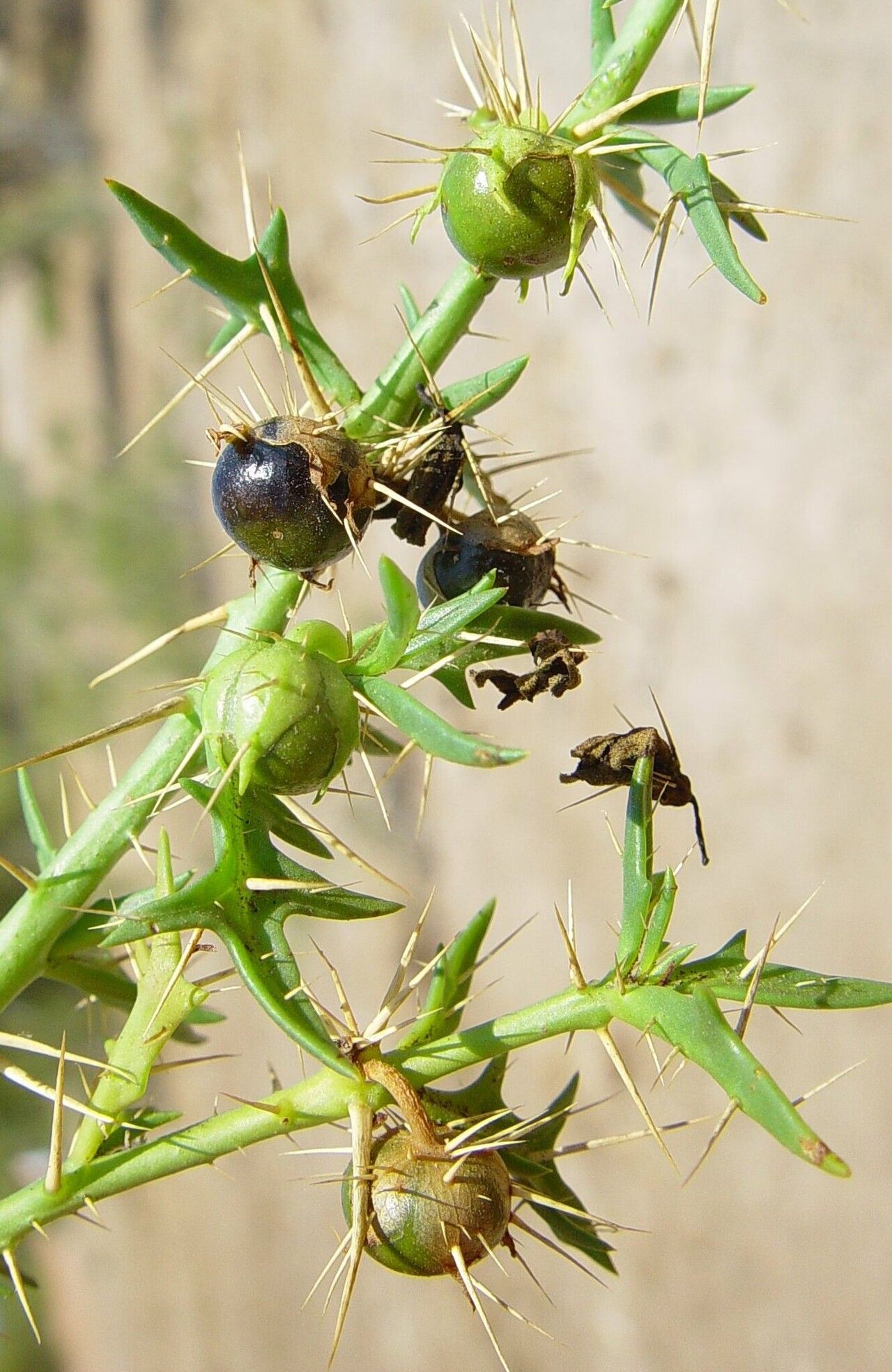 Solanum oligandrum fruit