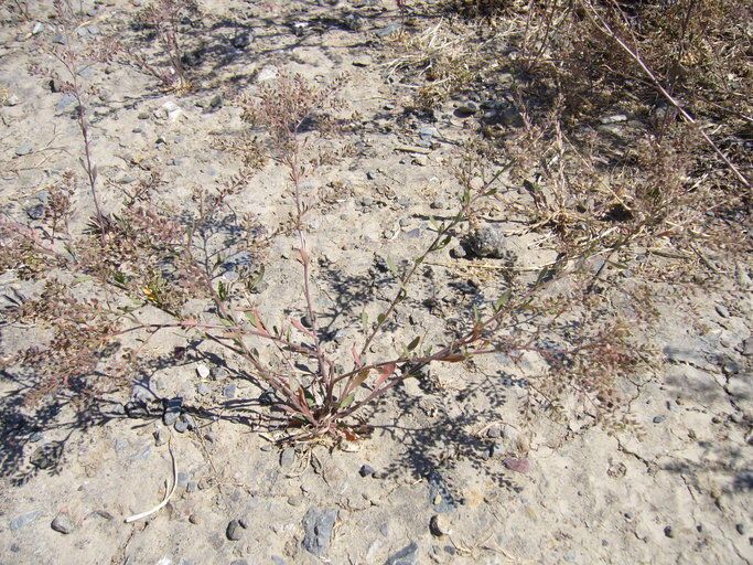 Lepidium pinnatifidum — search result for 'Lepidium'