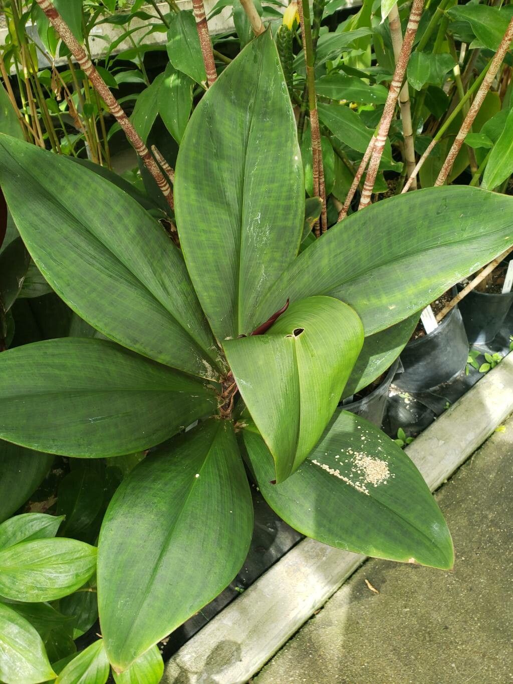 Costus vinosus — houseplant care guide
