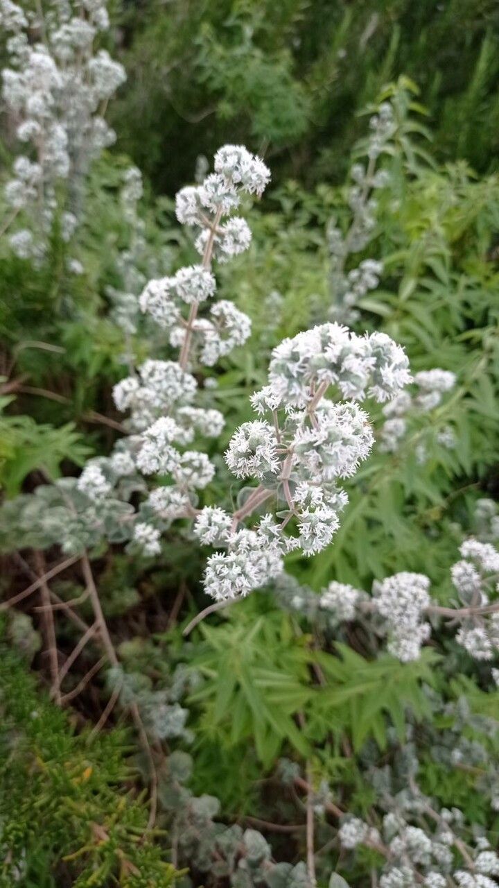 Origanum syriacum flower