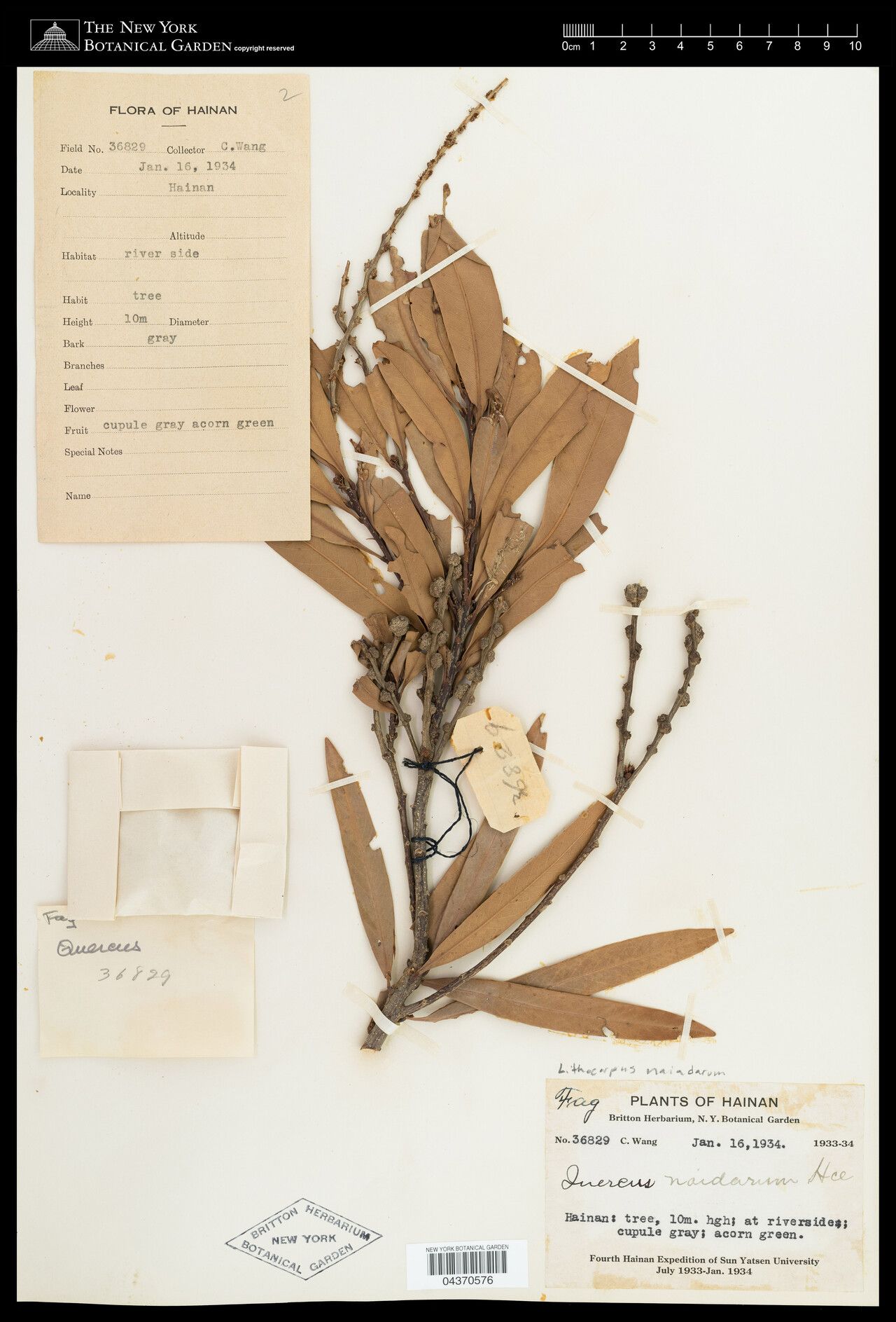 Lithocarpus naiadarum — search result for 'Lithocarpus'