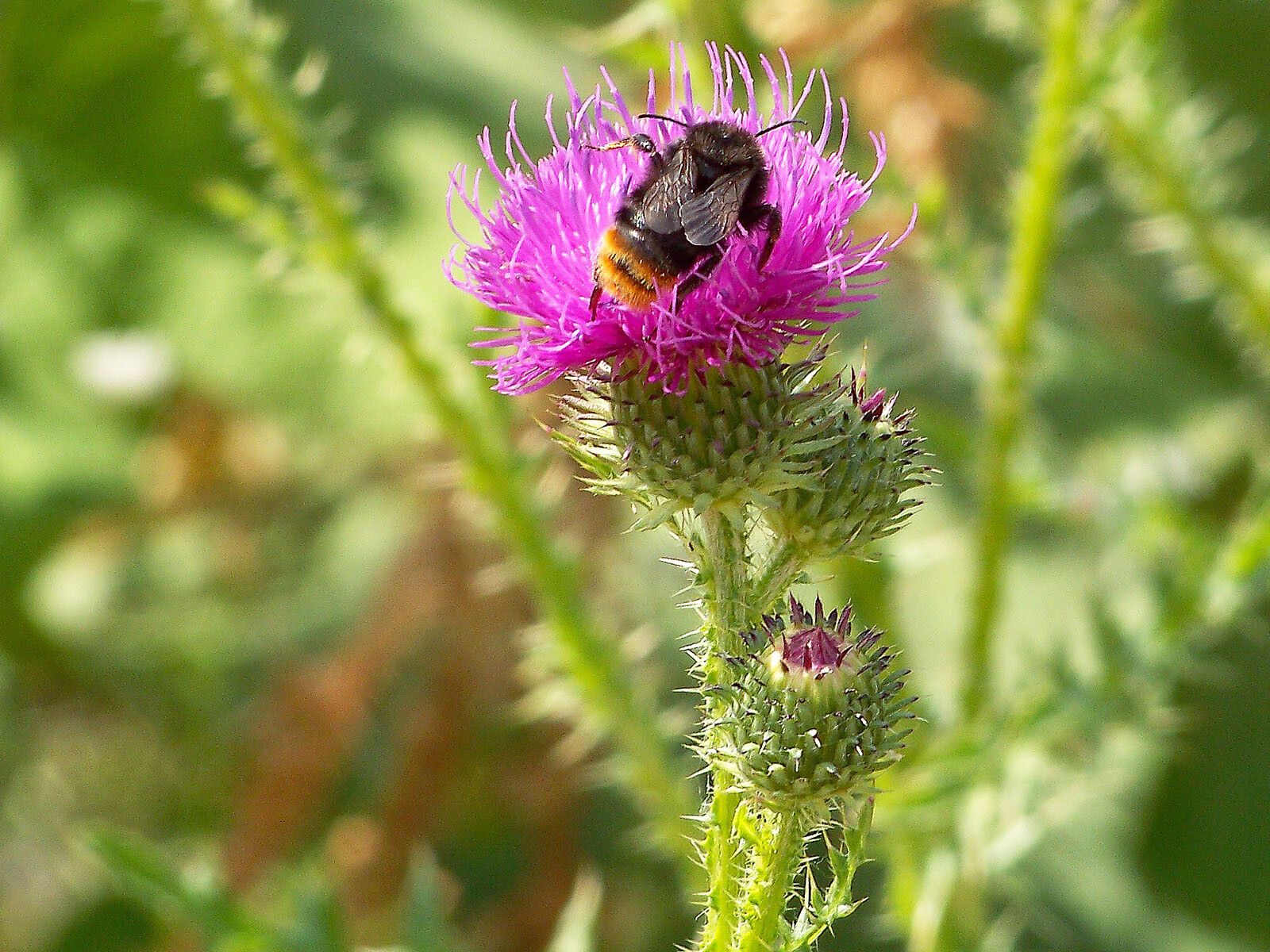 Carduus crispus flower