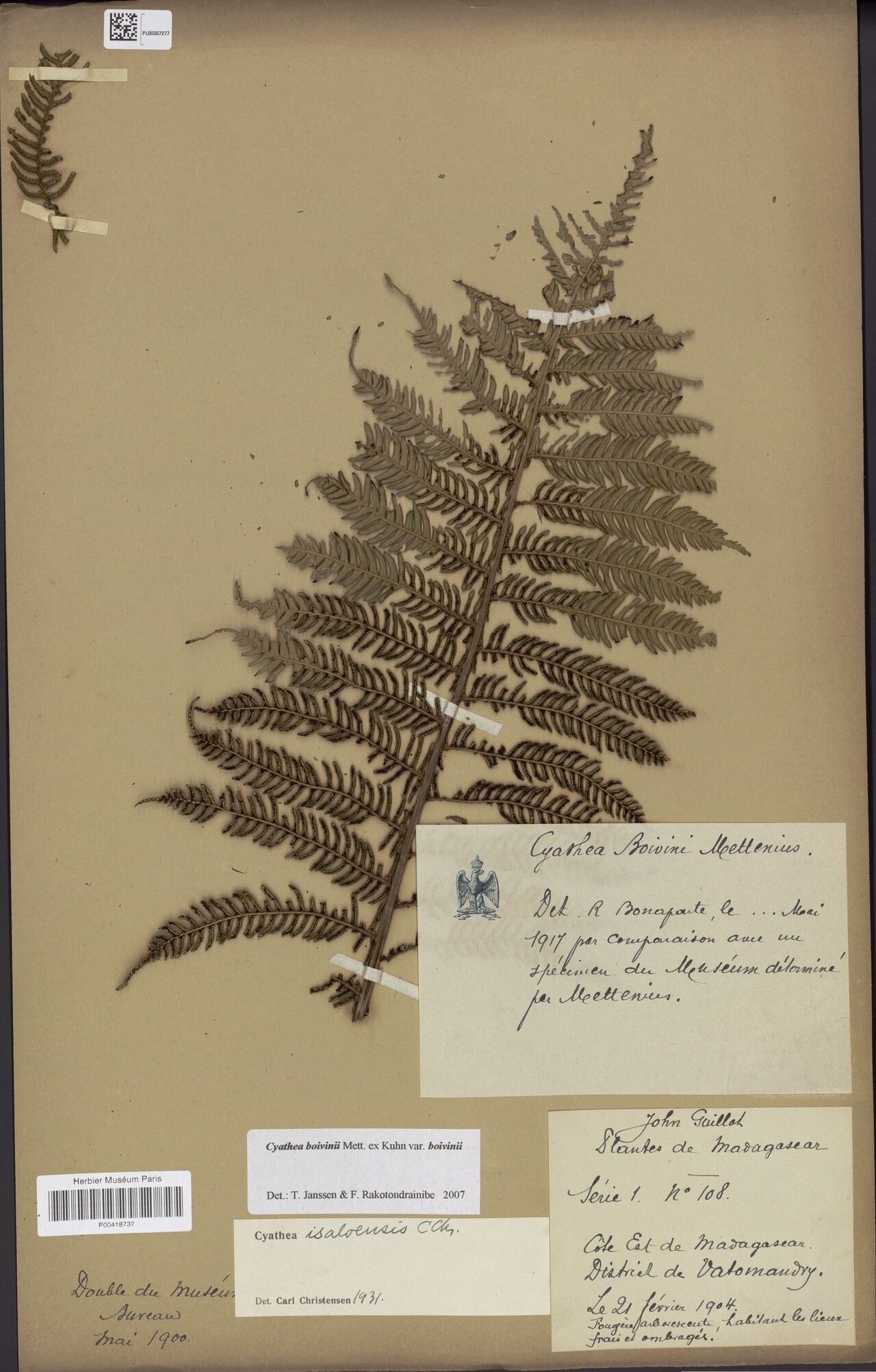 Cyathea boivinii — houseplant care guide