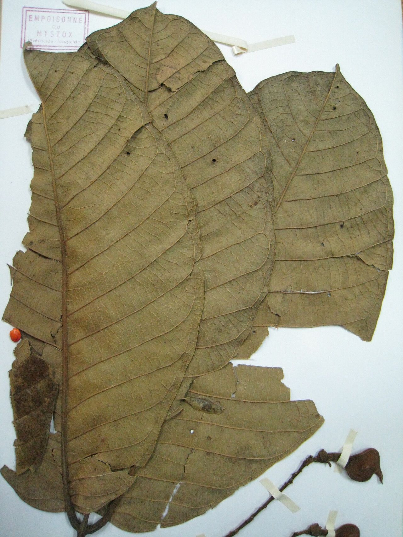 Ormosia nobilis — search result for 'Guyana'