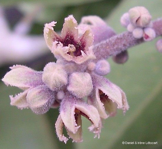 Acropogon schefflerifolius flower