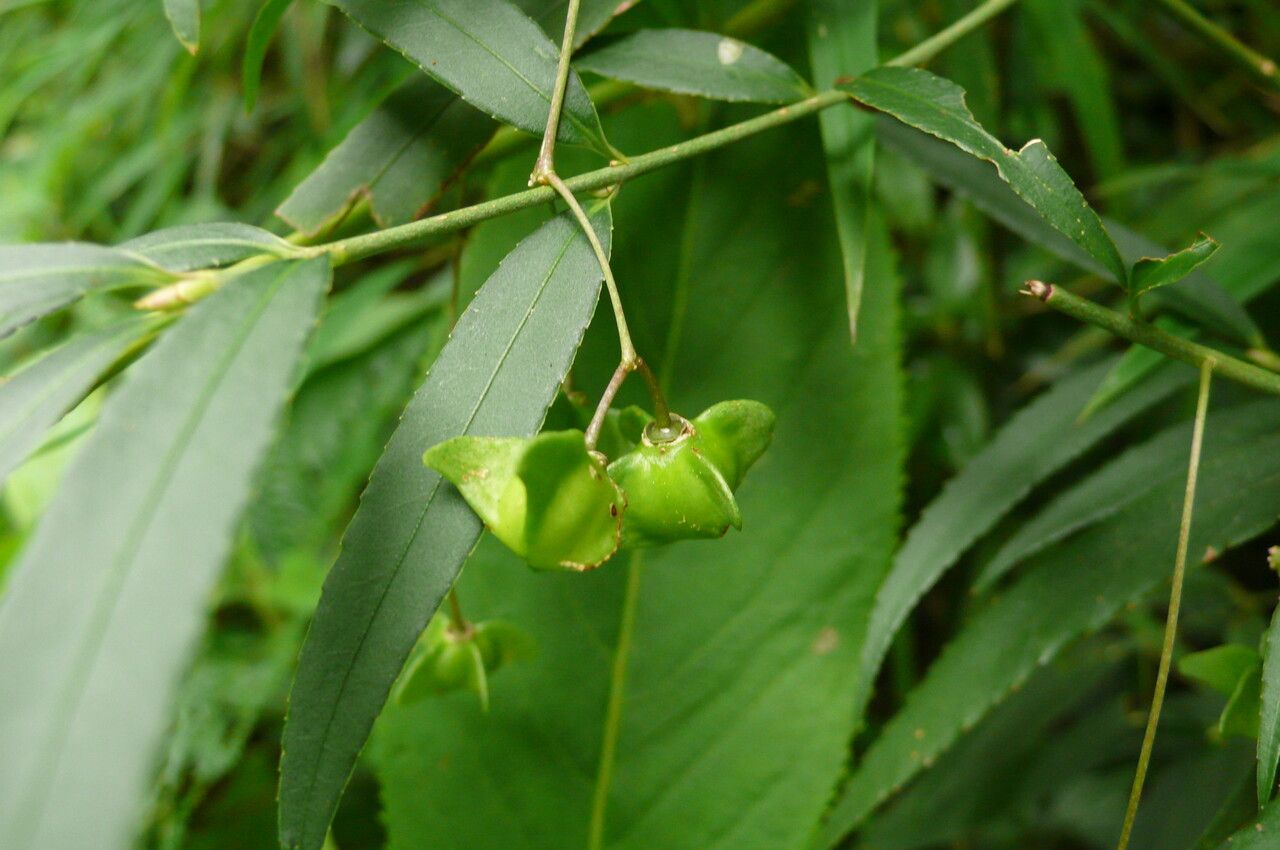 Euonymus cornutus fruit