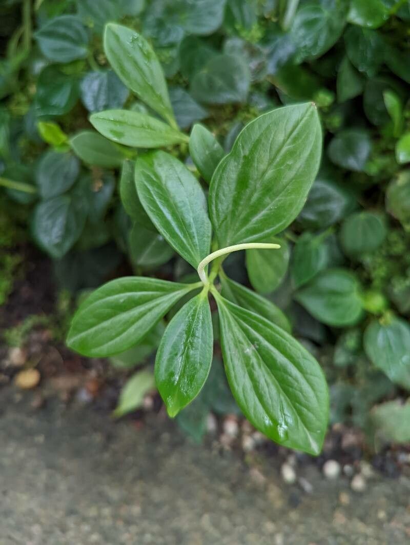 Peperomia velloziana — search result for 'Peperomia'