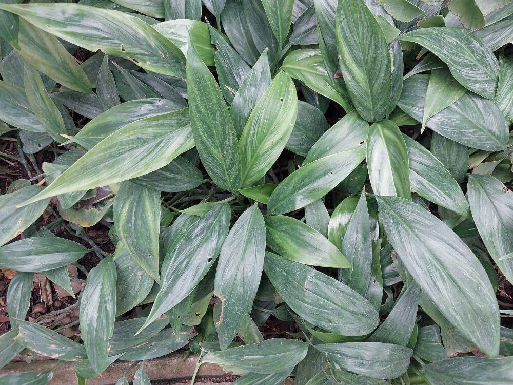 Rhaphidophora chevalieri