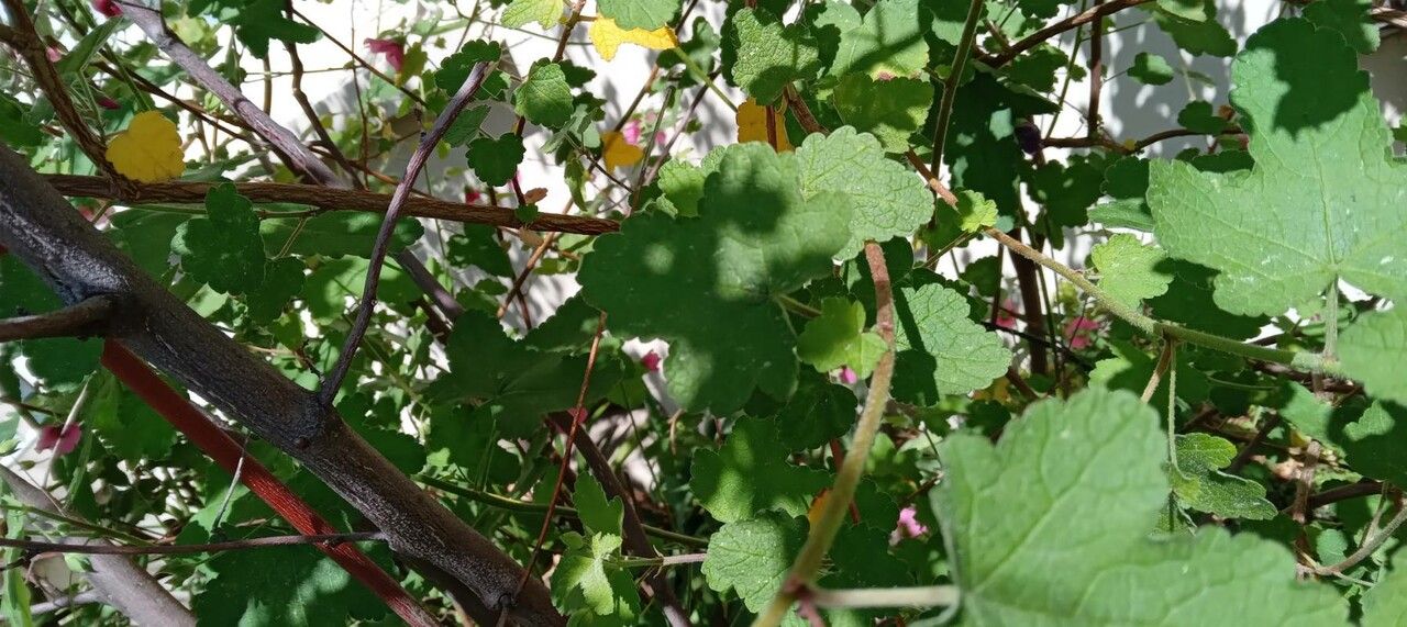 Anisodontea capensis leaf