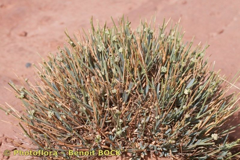 Bupleurum album habit