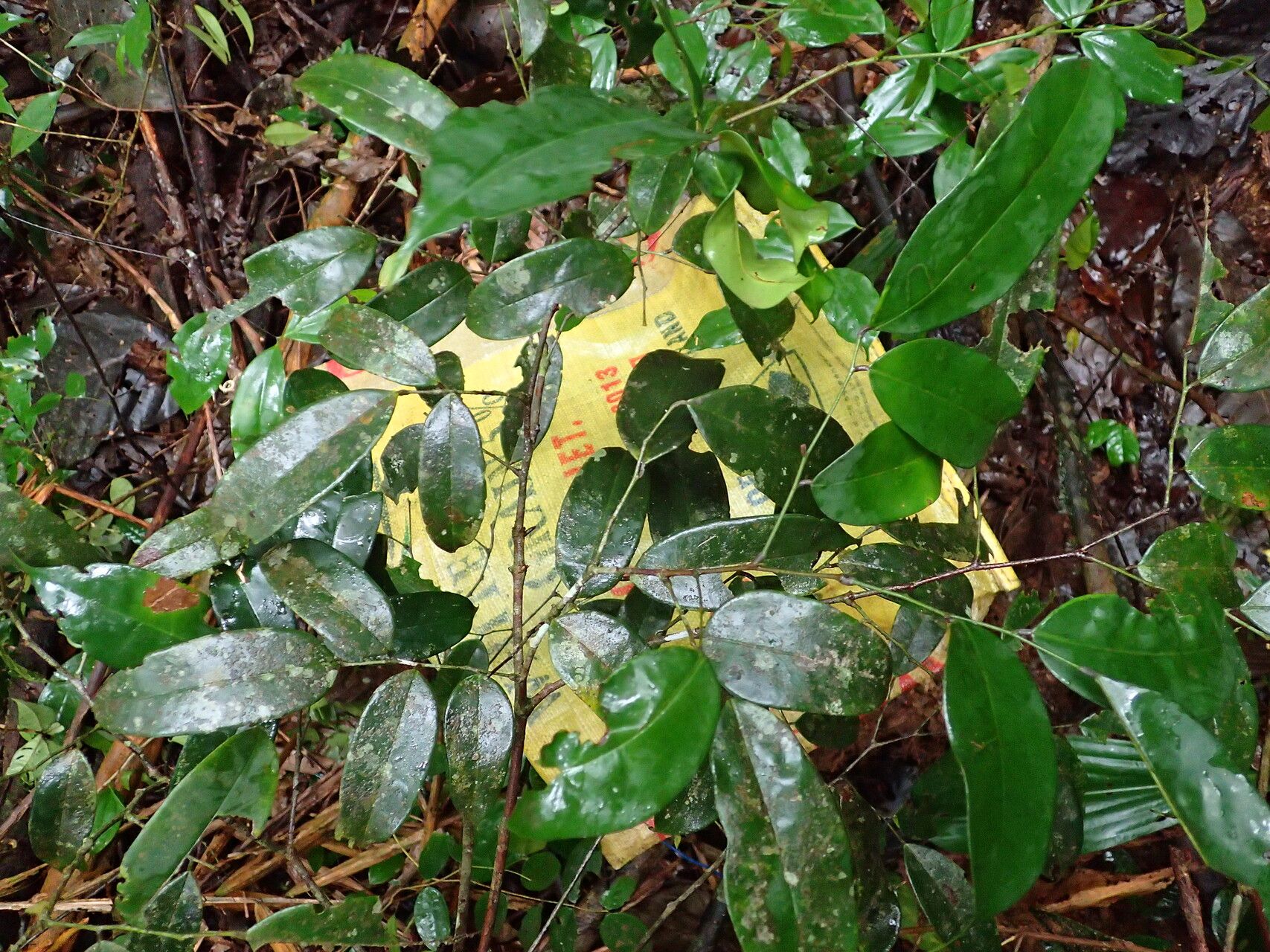 Dialium tessmannii habit