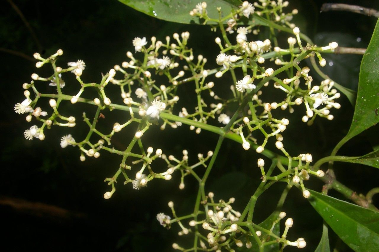 Xylosma hispidula other