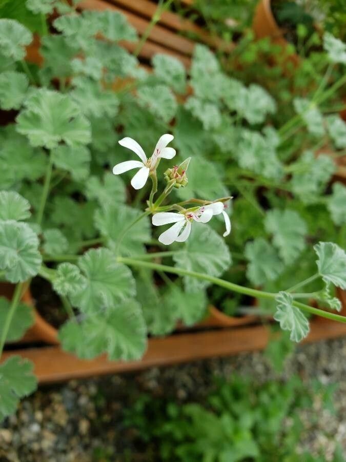 Pelargonium odoratissimum flower